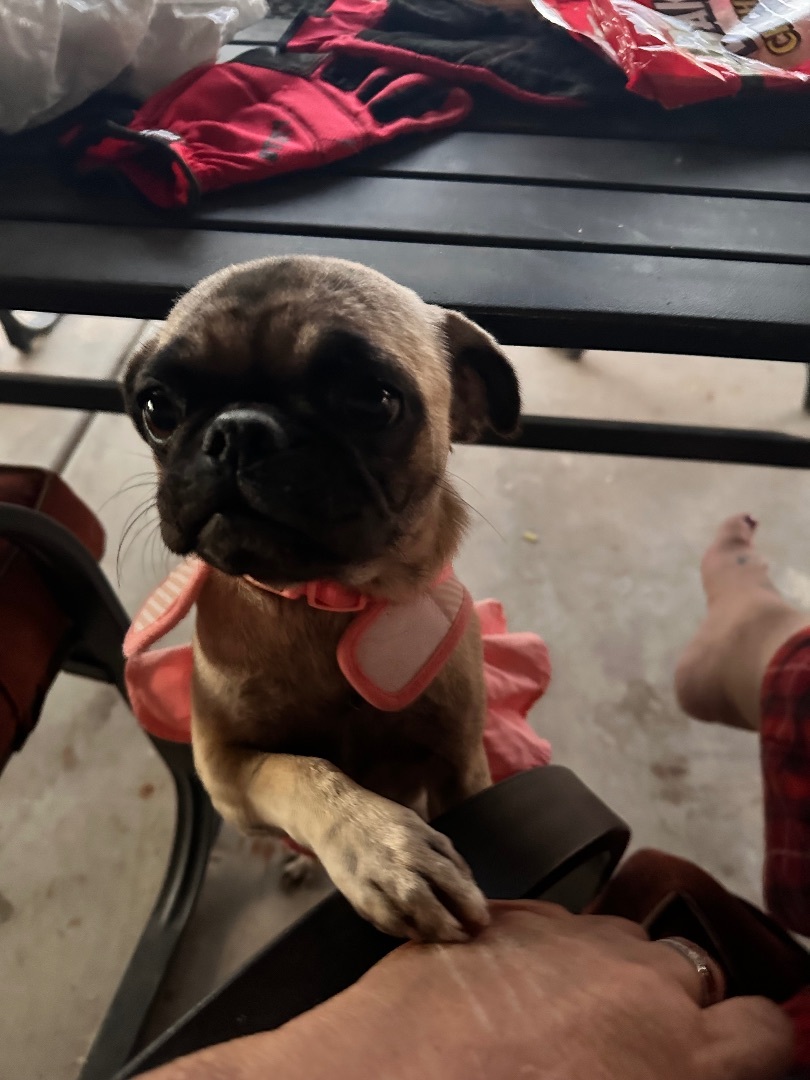 Enlarge Tessa, a Adopted Pug in TUCSON, AZ image 2/2