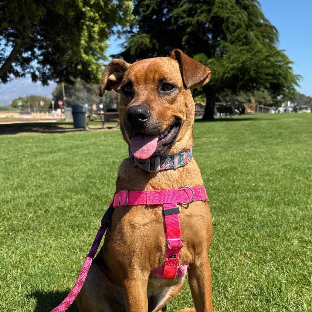 Gummy Bear, Adoptable, Puppy Female Rhodesian Ridgeback & Mixed Breed.