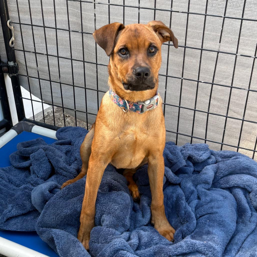 Enlarge Gummy Bear, a Adoptable mixed breed in Santa Barbara, CA image 2/6