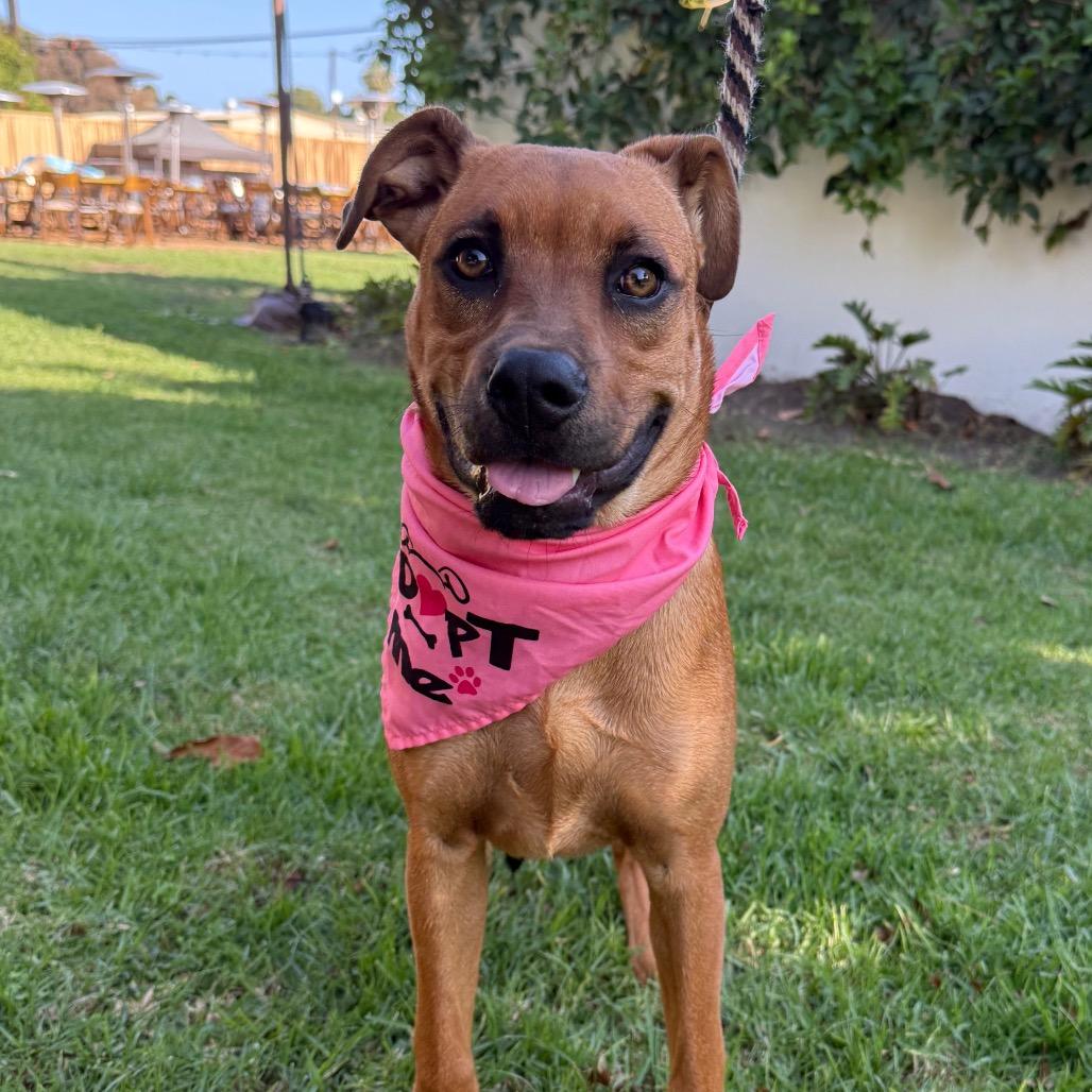 Enlarge Gummy Bear, a Adoptable mixed breed in Santa Barbara, CA image 3/6