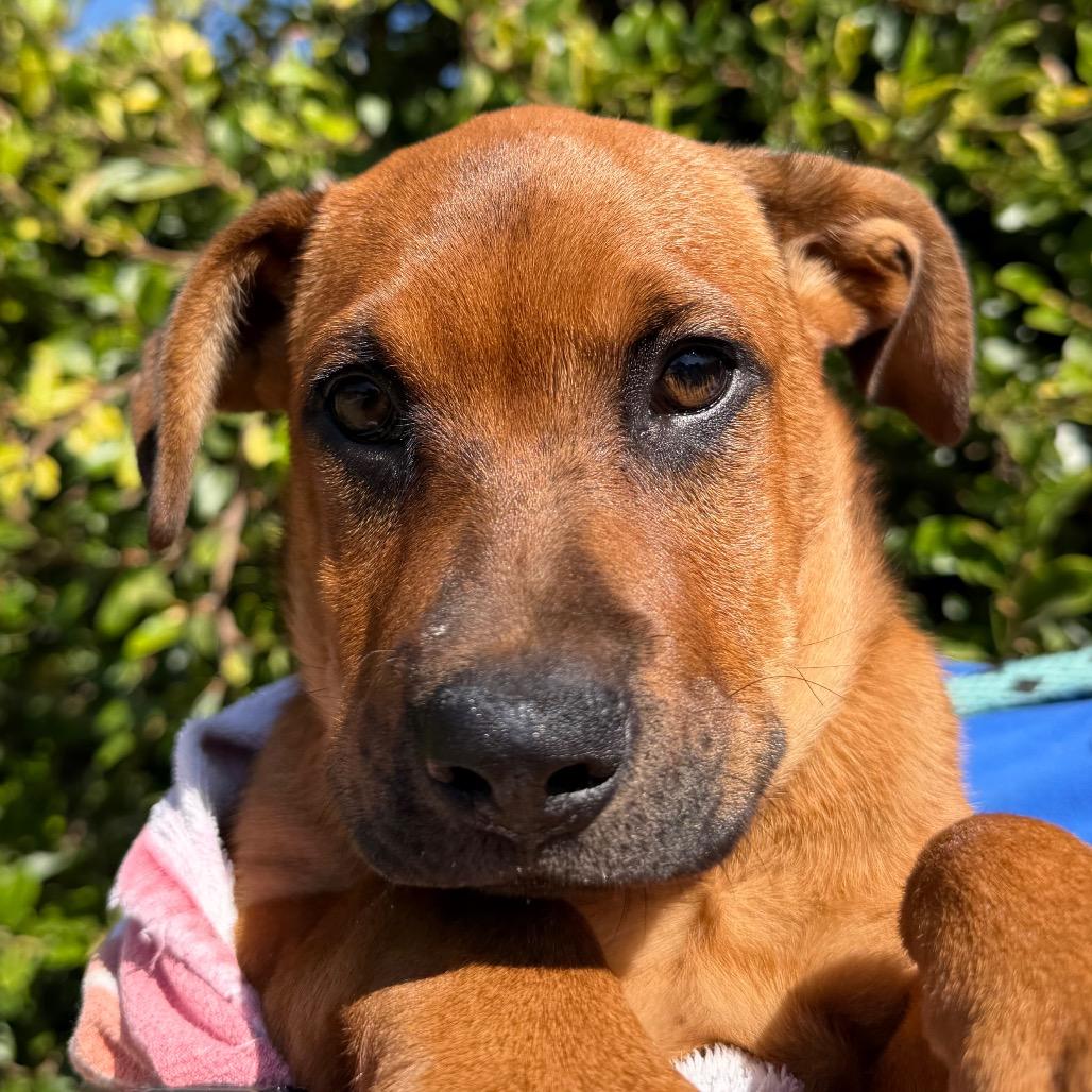 Enlarge Gummy Bear, a Adoptable mixed breed in Santa Barbara, CA image 4/6