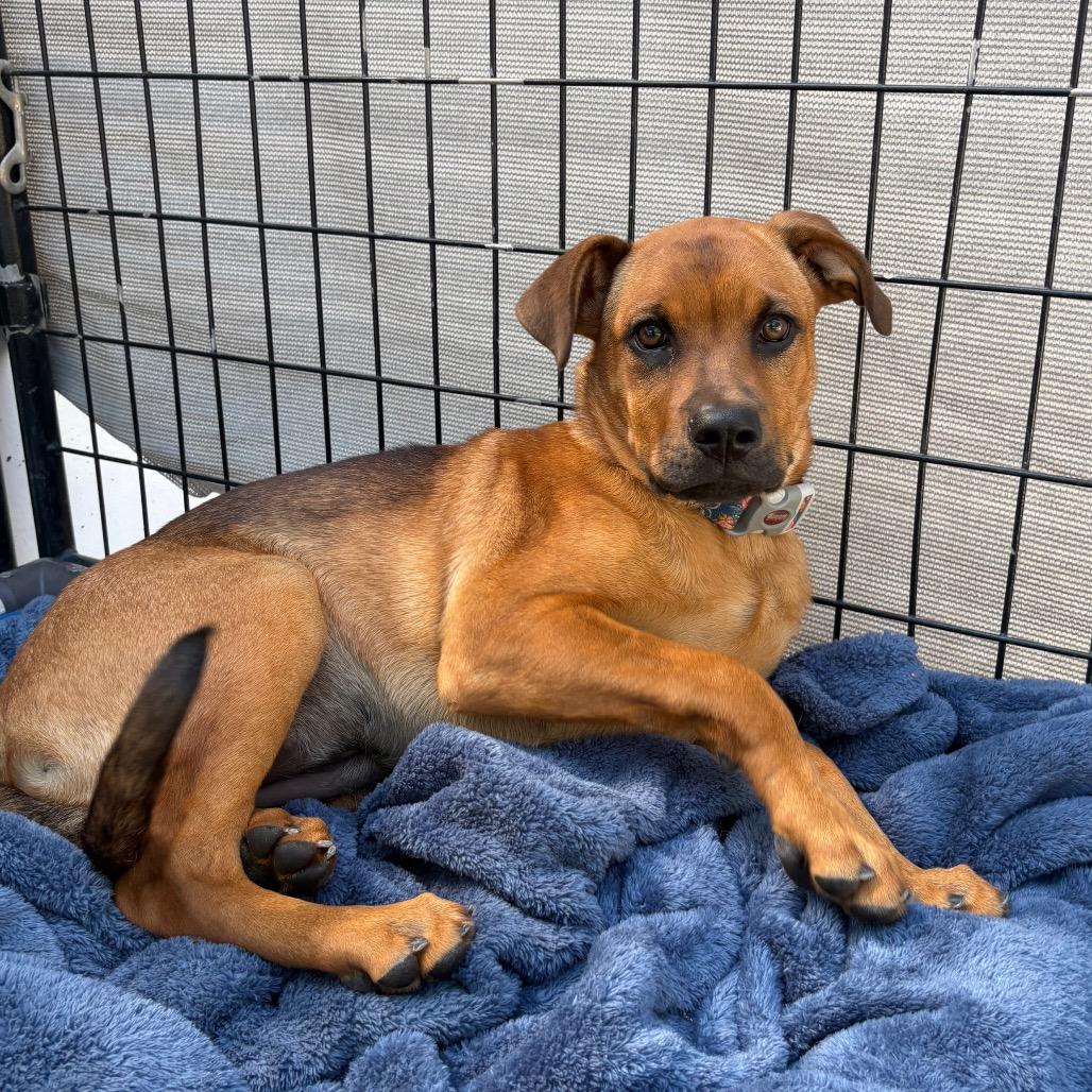 Enlarge Gummy Bear, a Adoptable mixed breed in Santa Barbara, CA image 5/6