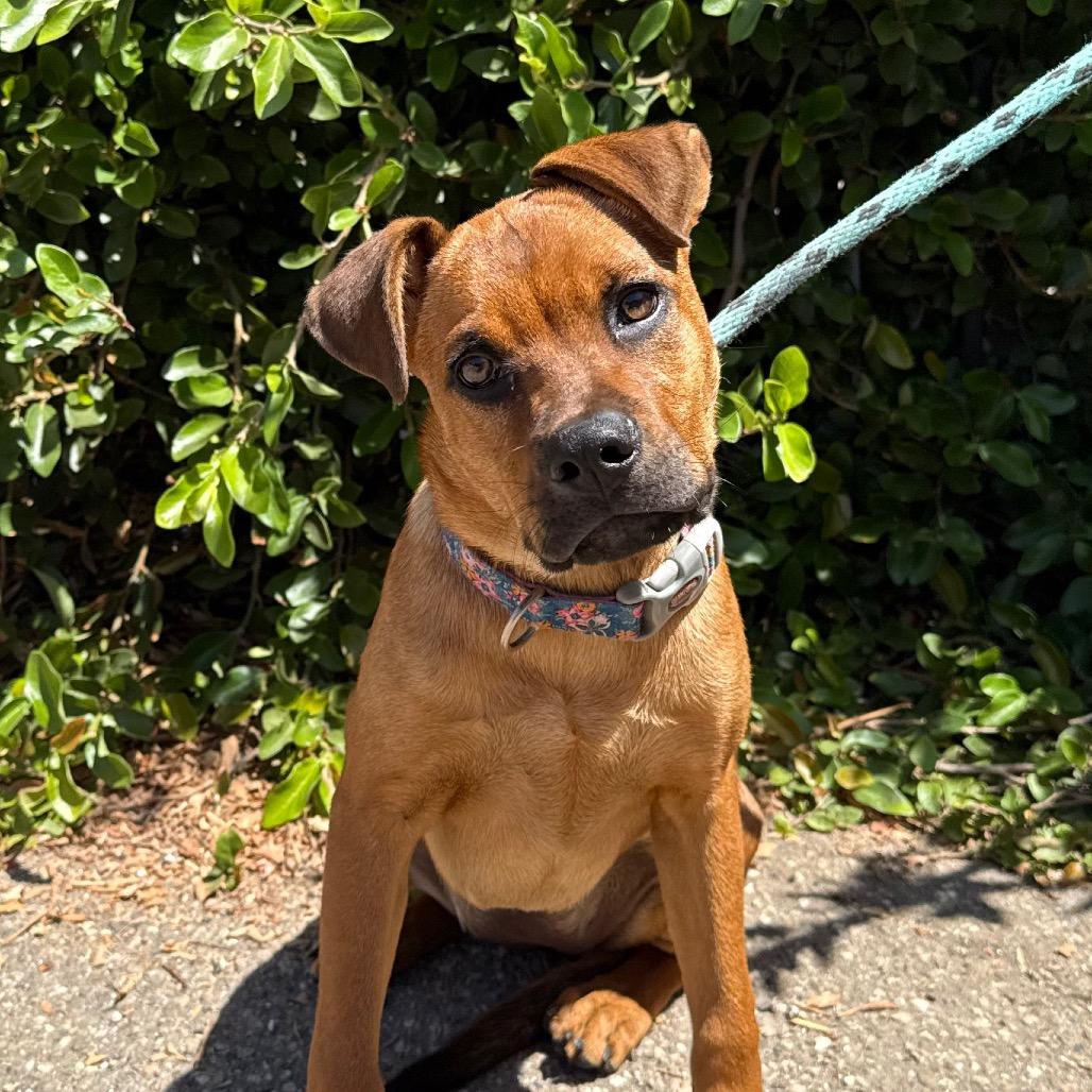 Enlarge Gummy Bear, a Adoptable mixed breed in Santa Barbara, CA image 6/6
