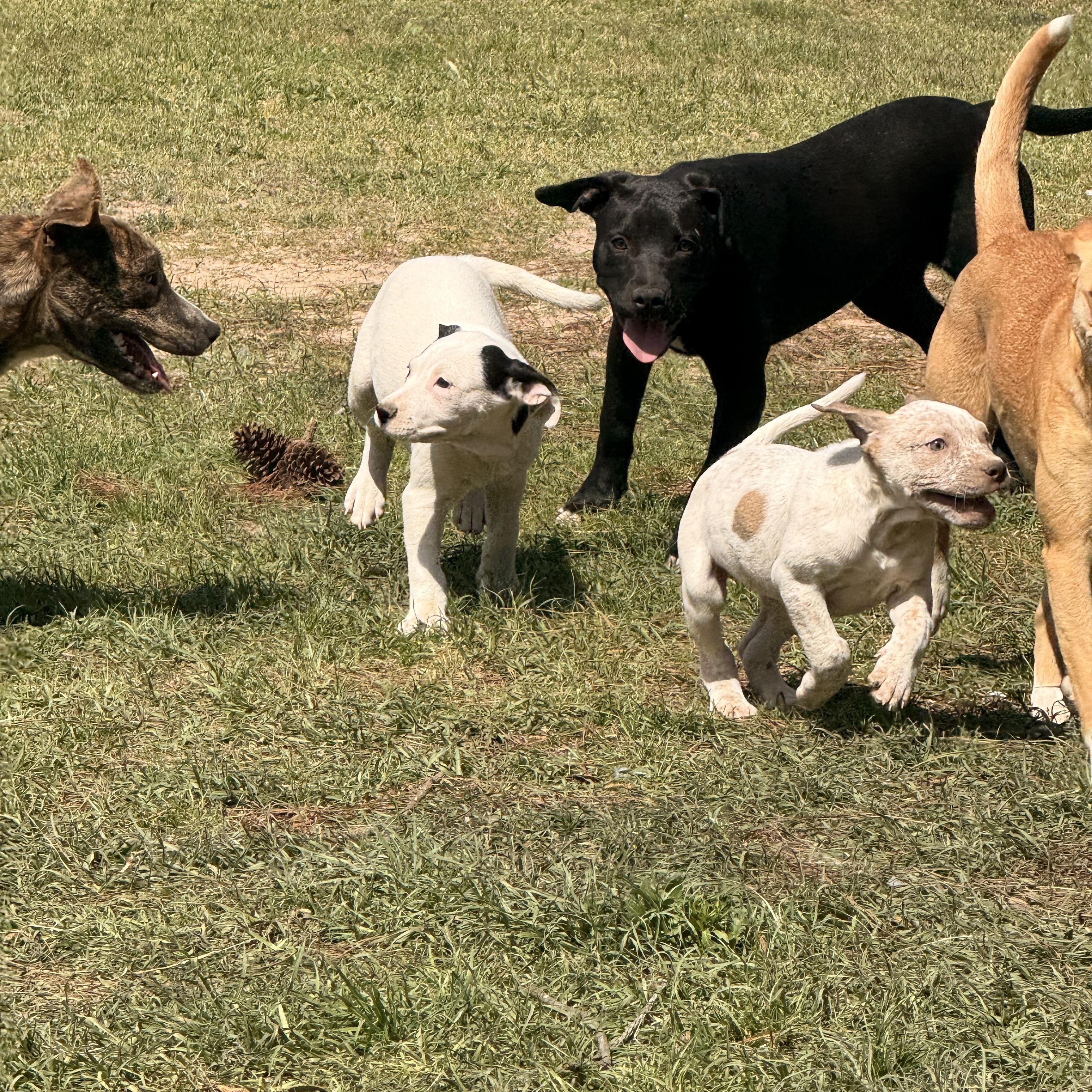 Enlarge Anita $150 adoption fee (sponsored), a Adoptable mixed breed in Bloomington, IL image 4/6