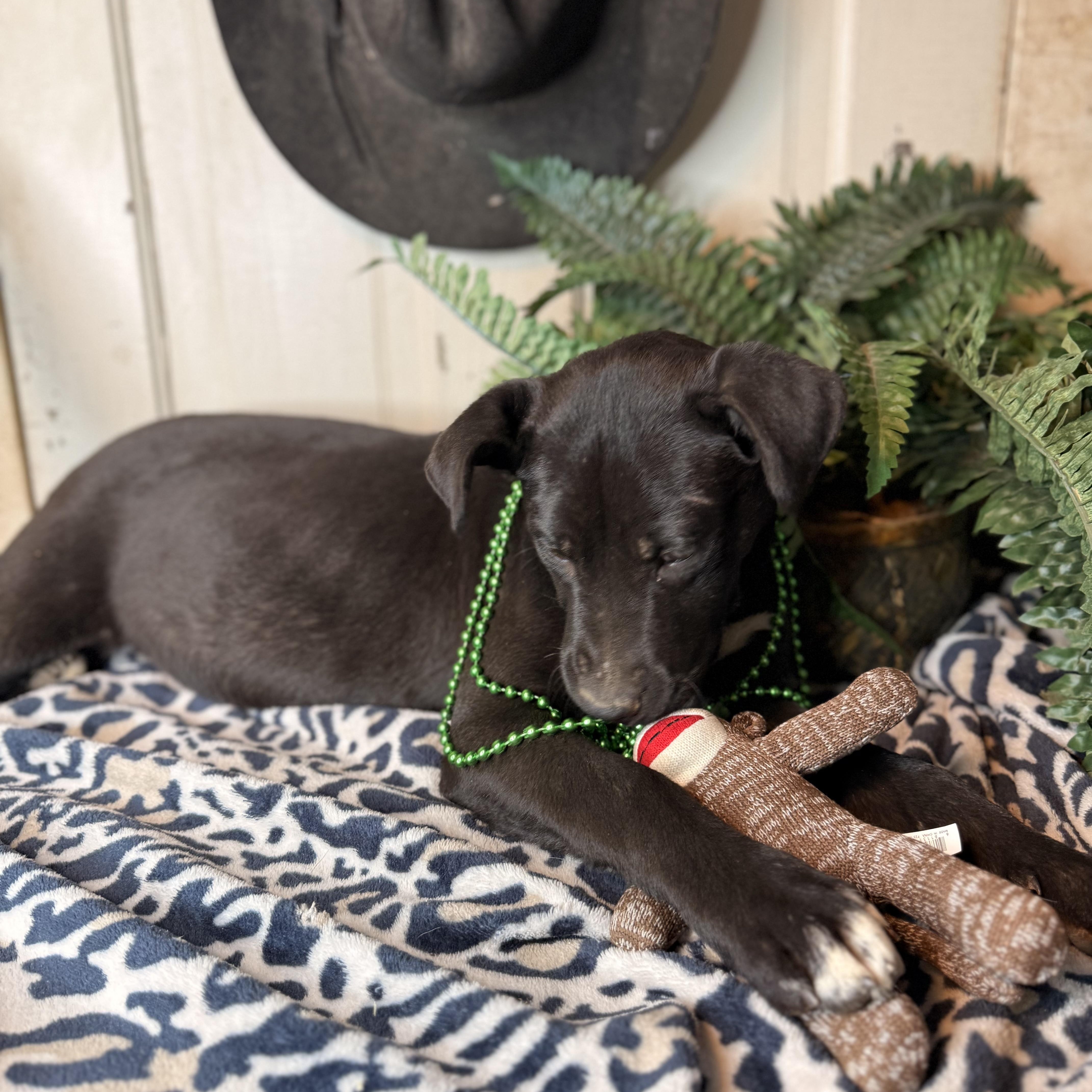 Anita $150 adoption fee (sponsored), Adoptable, Young Female Black Labrador Retriever & Mixed Breed.