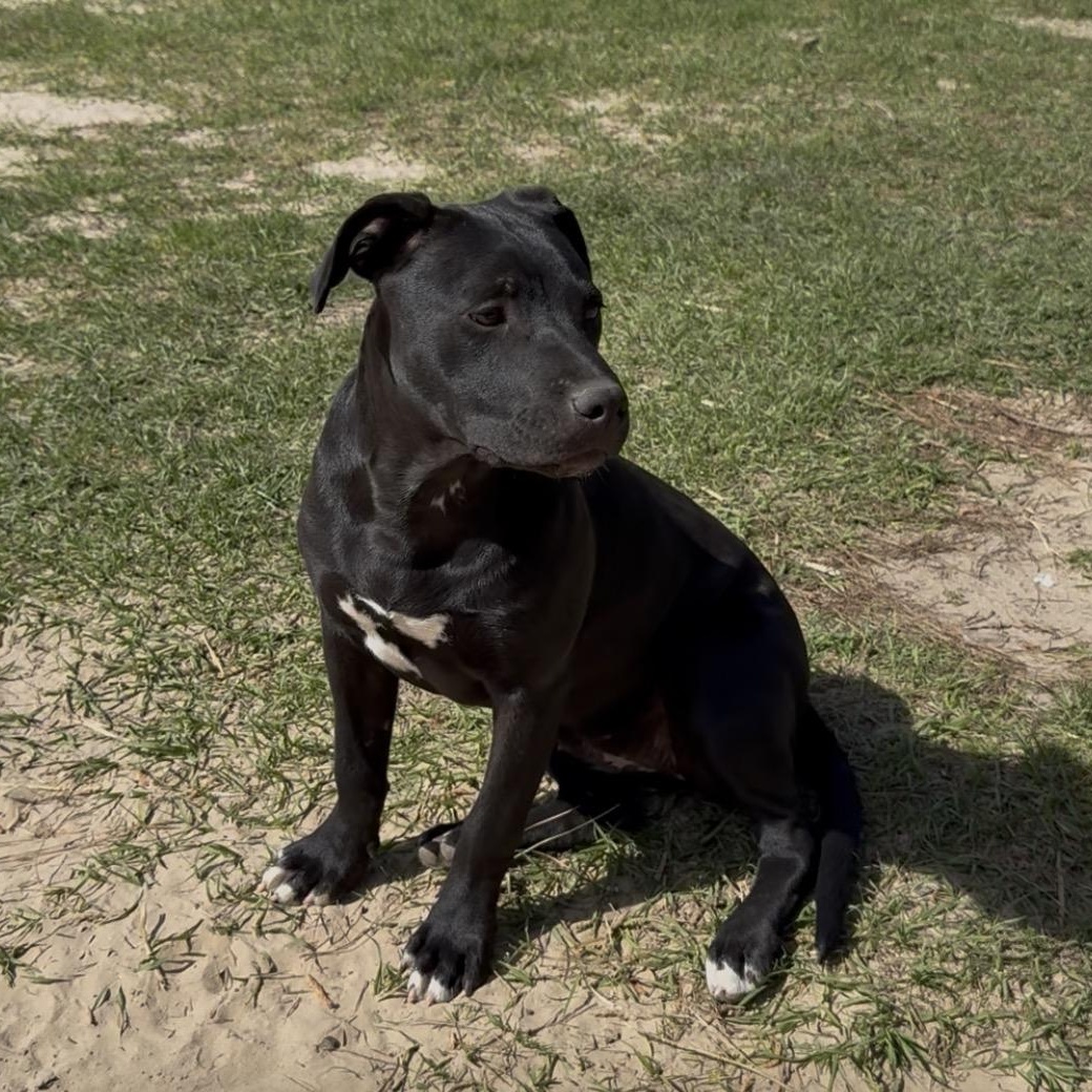 Enlarge Anita $150 adoption fee (sponsored), a Adoptable mixed breed in Bloomington, IL image 2/6