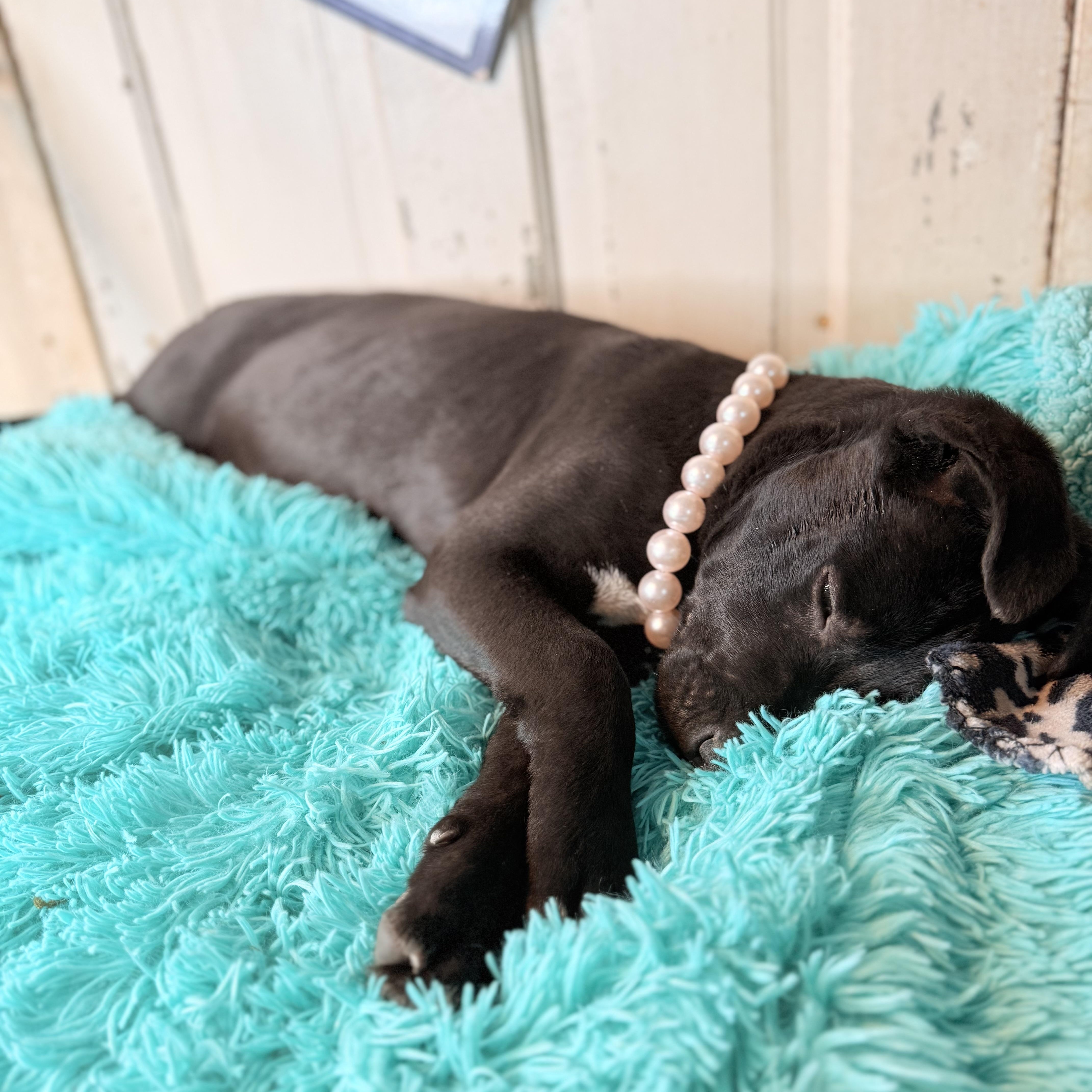 Enlarge Anita $150 adoption fee (sponsored), a Adoptable mixed breed in Bloomington, IL image 3/6