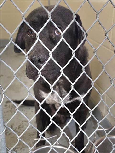 LEO, Adoptable, Adult Male Pit Bull Terrier & Mixed Breed.
