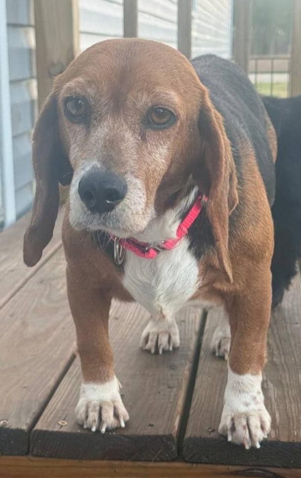 Enlarge Paislee, a ADOPTABLE mixed breed in Macclesfield, NC image 2/2