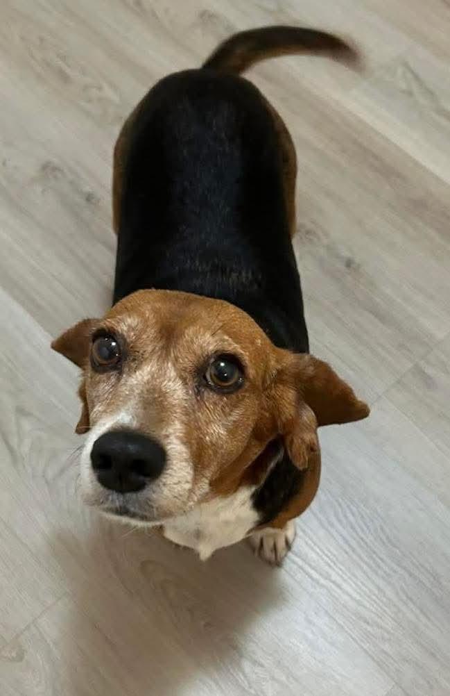 Paislee, ADOPTABLE, Adult Female Beagle.