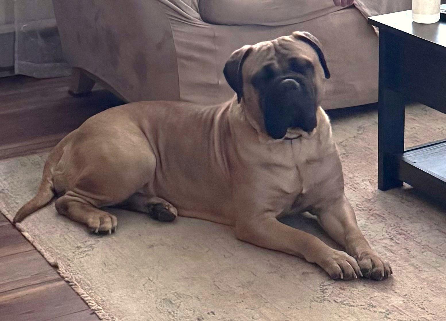 Enlarge Elsa May, a Adoptable Bullmastiff in Berwick, PA image 1/2