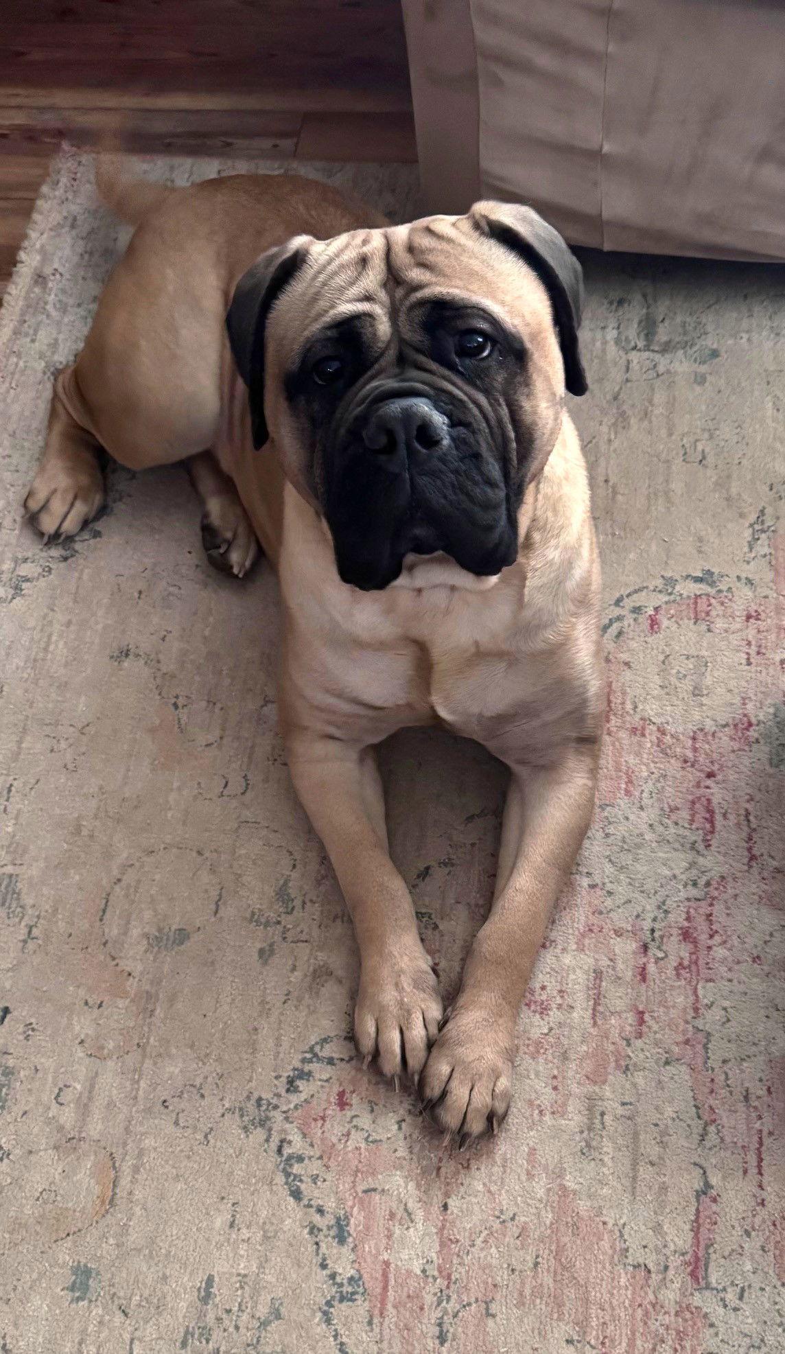 Enlarge Elsa May, a Adoptable Bullmastiff in Berwick, PA image 2/2