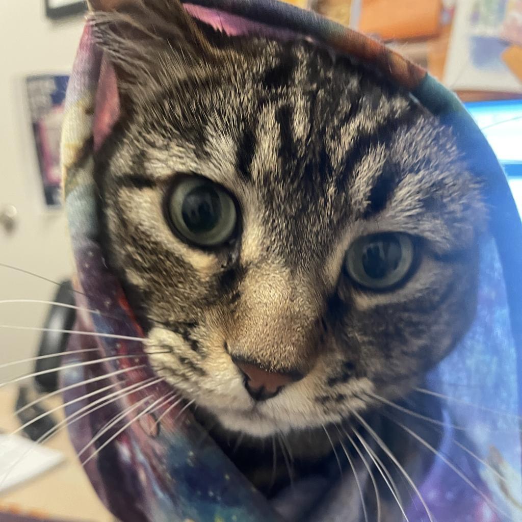 Adele, a Adoptable Domestic Short Hair in Murray, UT image 1/5