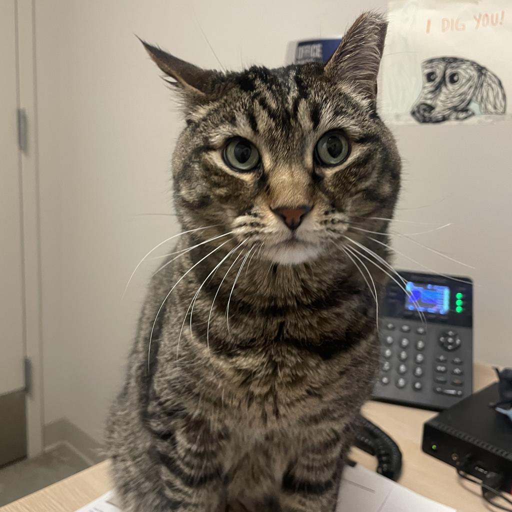 Adele, a Adoptable Domestic Short Hair in Murray, UT image 2/5