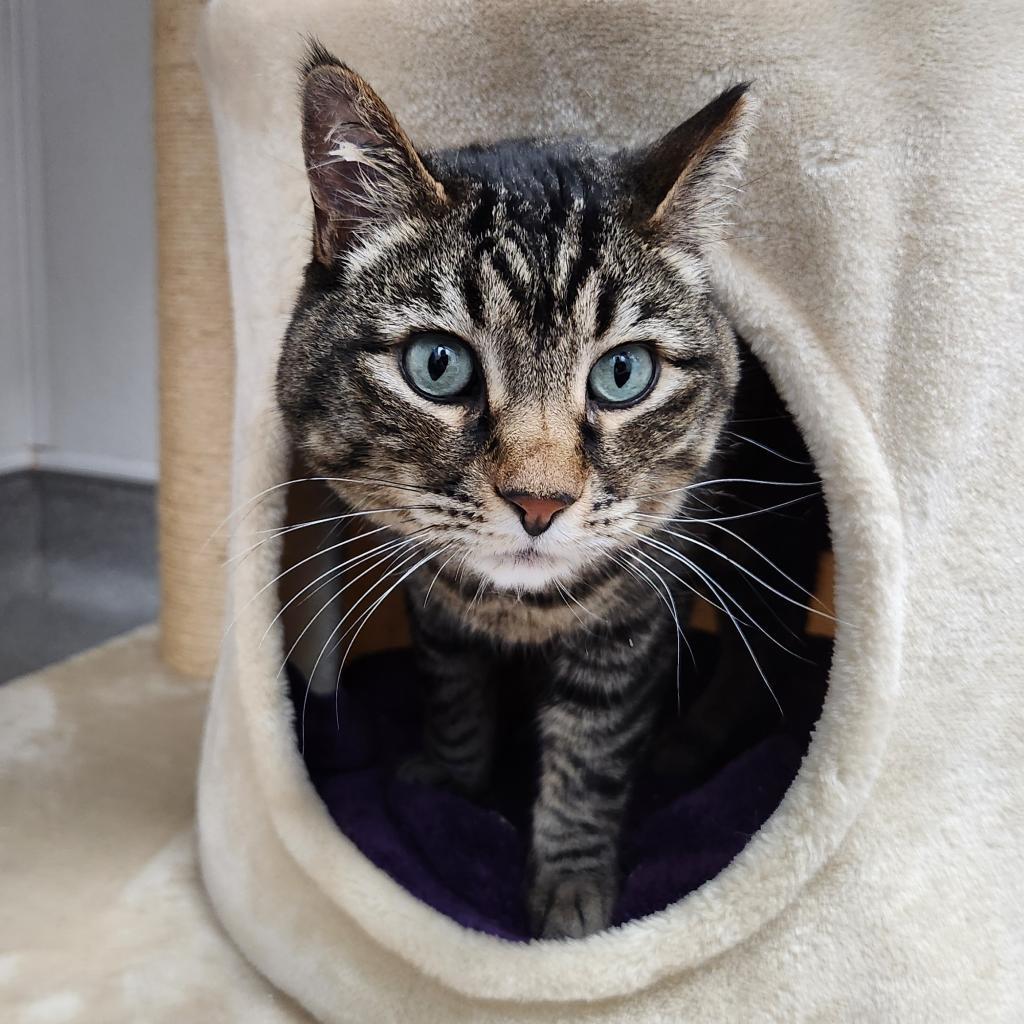 Adele, a Adoptable Domestic Short Hair in Murray, UT image 3/5