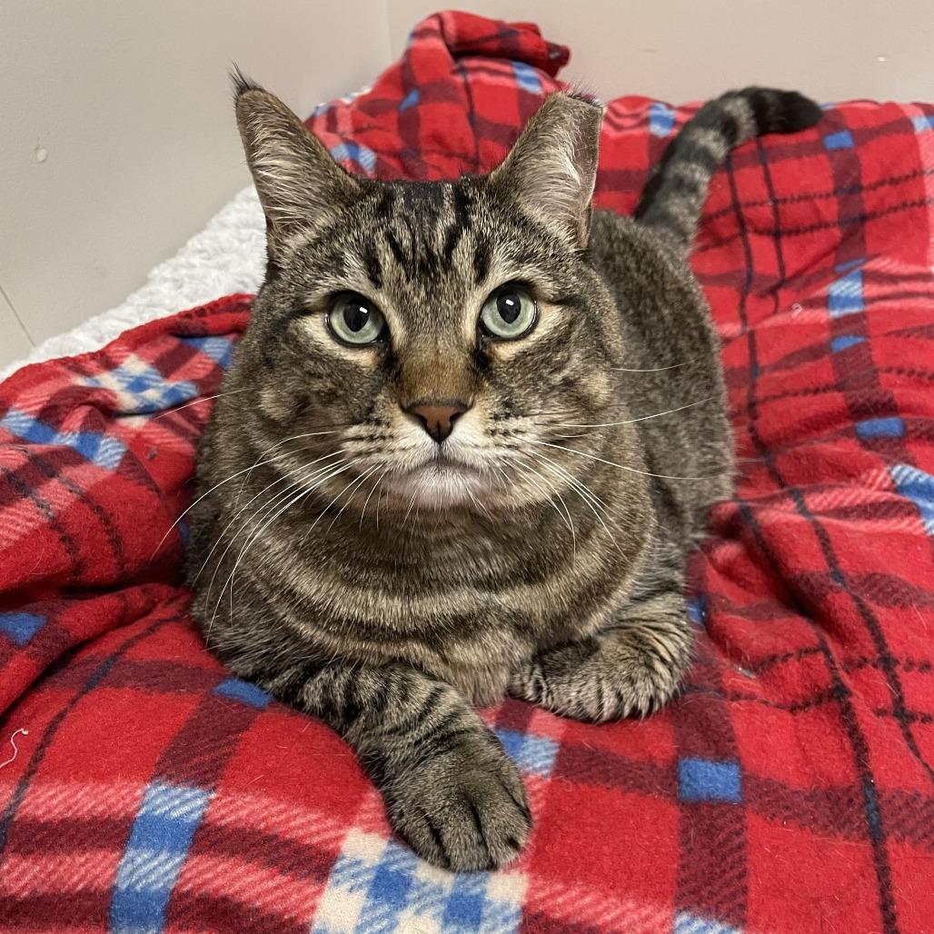 Adele, a Adoptable Domestic Short Hair in Murray, UT image 4/5