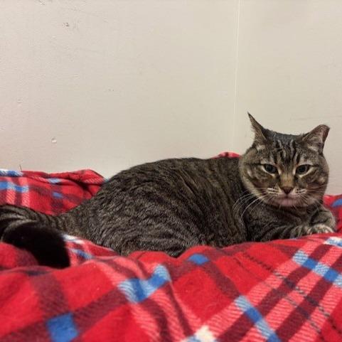 Adele, a Adoptable Domestic Short Hair in Murray, UT image 5/5