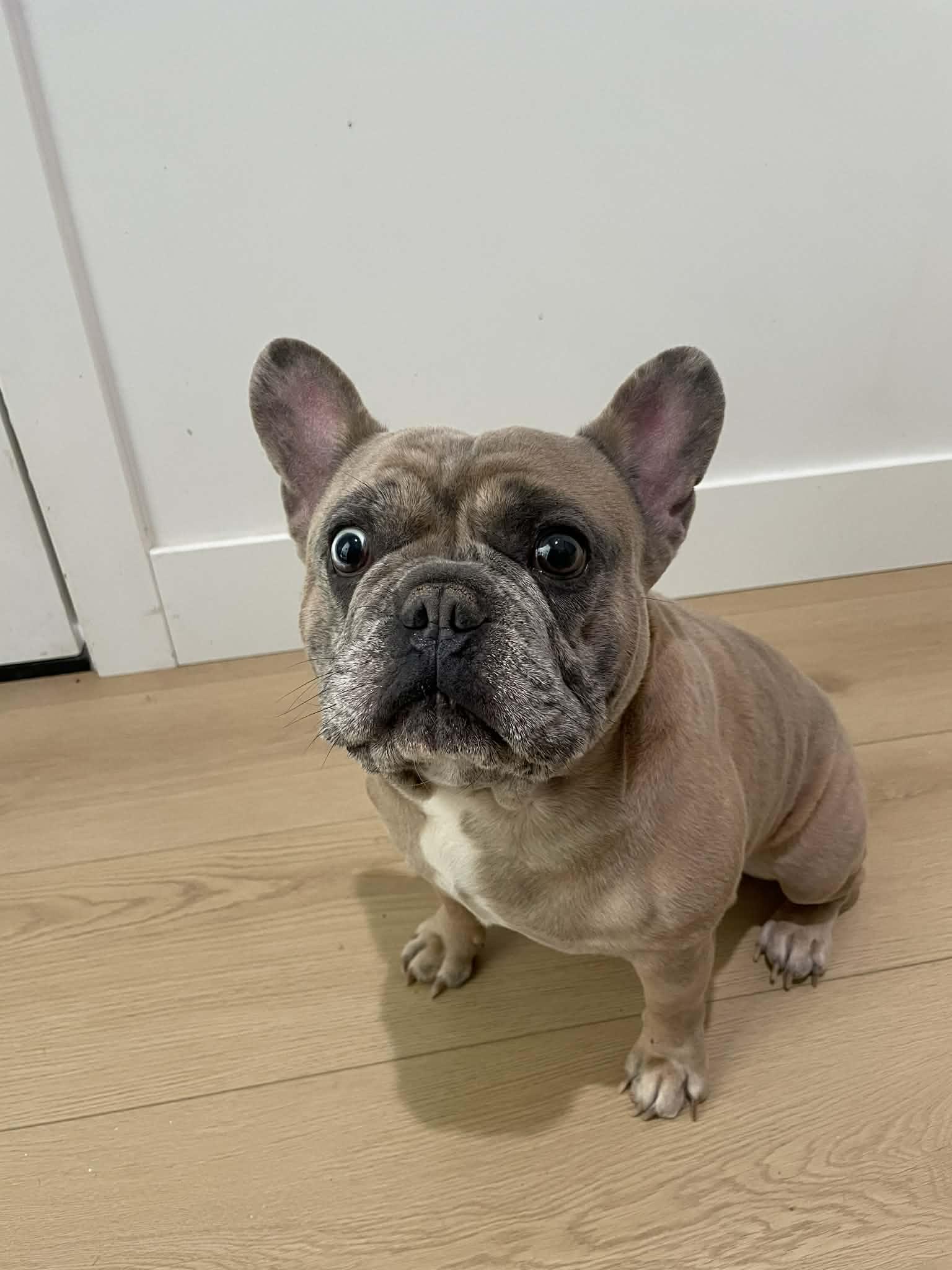Enlarge Frankie, an adopted French Bulldog in San Tan Valley, AZ image 1/1