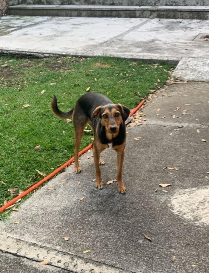 CARLA, a Adoptable mixed breed in Langley, BC image 2/6