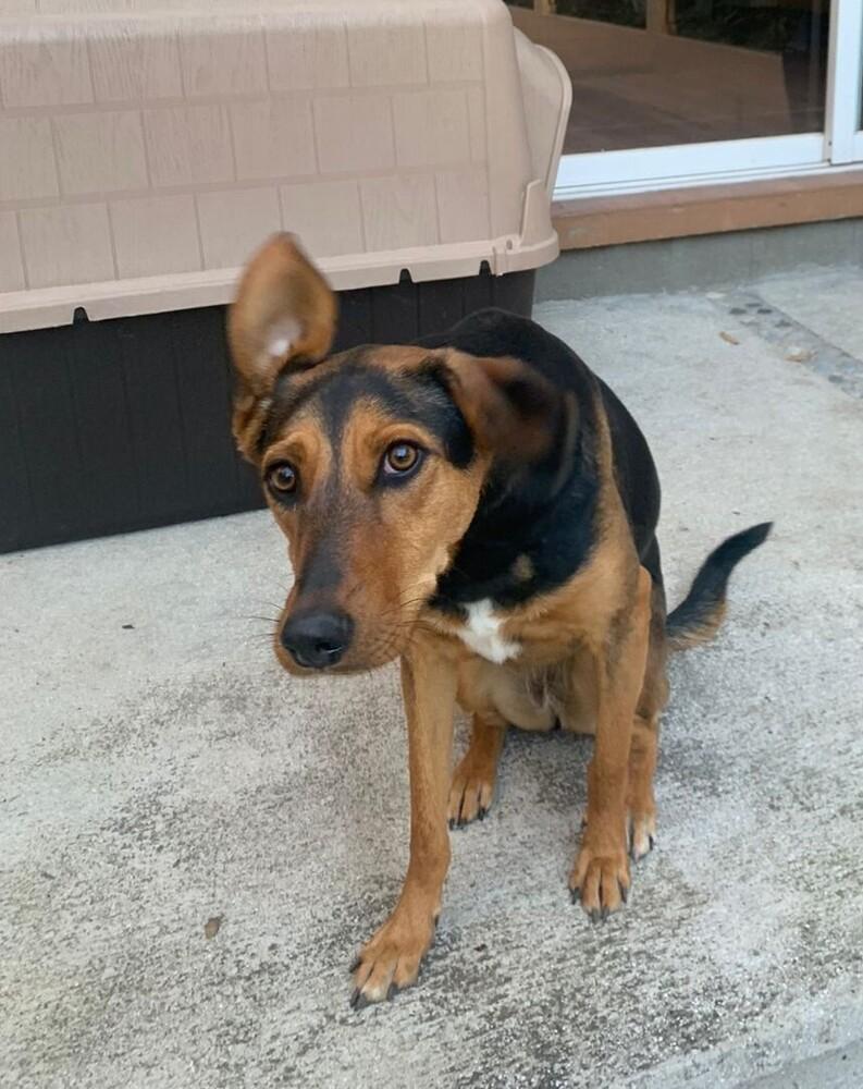 CARLA, a Adoptable mixed breed in Langley, BC image 3/6