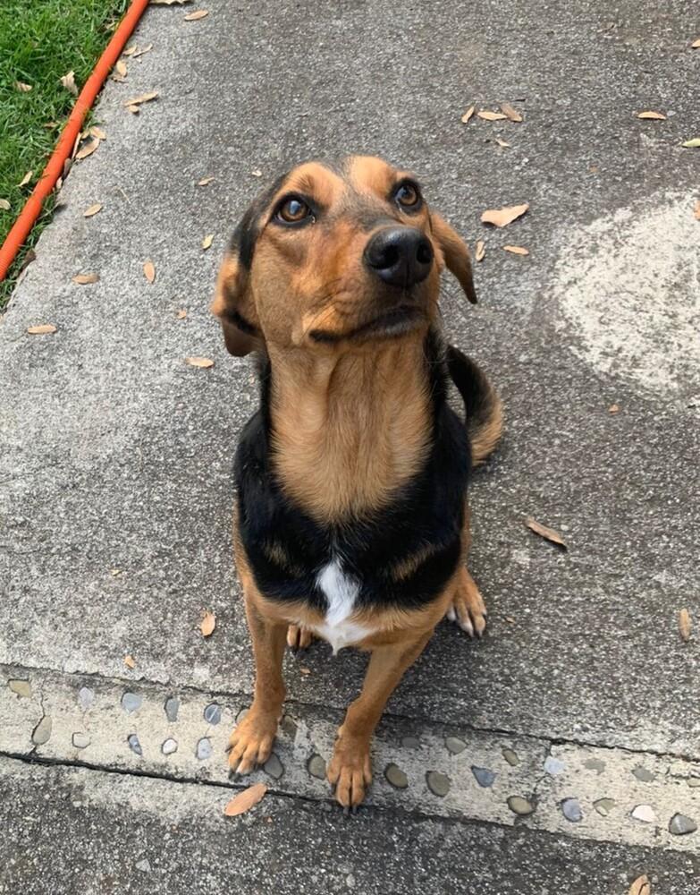 CARLA, a Adoptable mixed breed in Langley, BC image 4/6