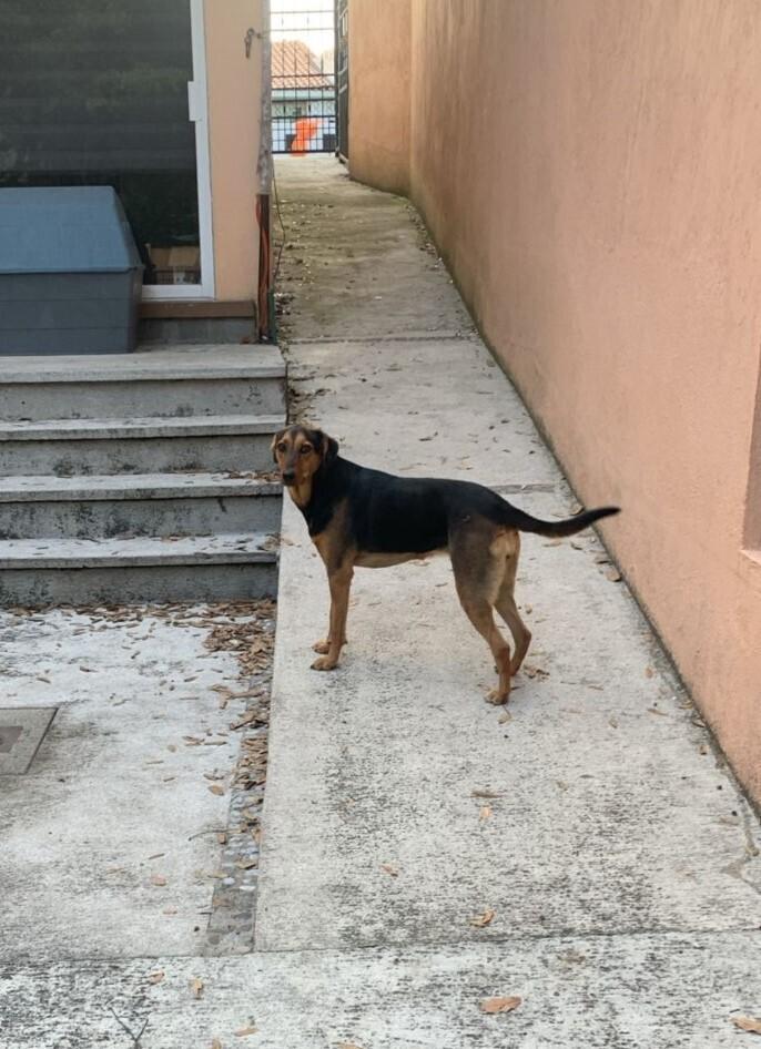 CARLA, a Adoptable mixed breed in Langley, BC image 6/6