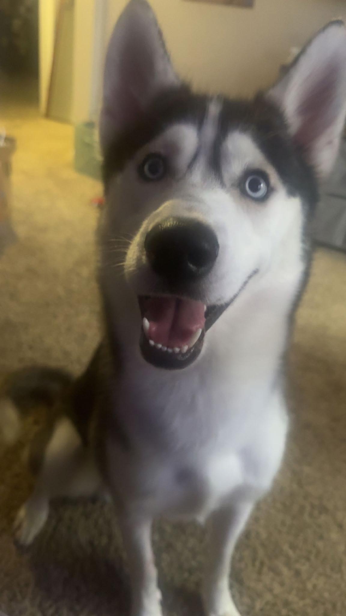 Miko