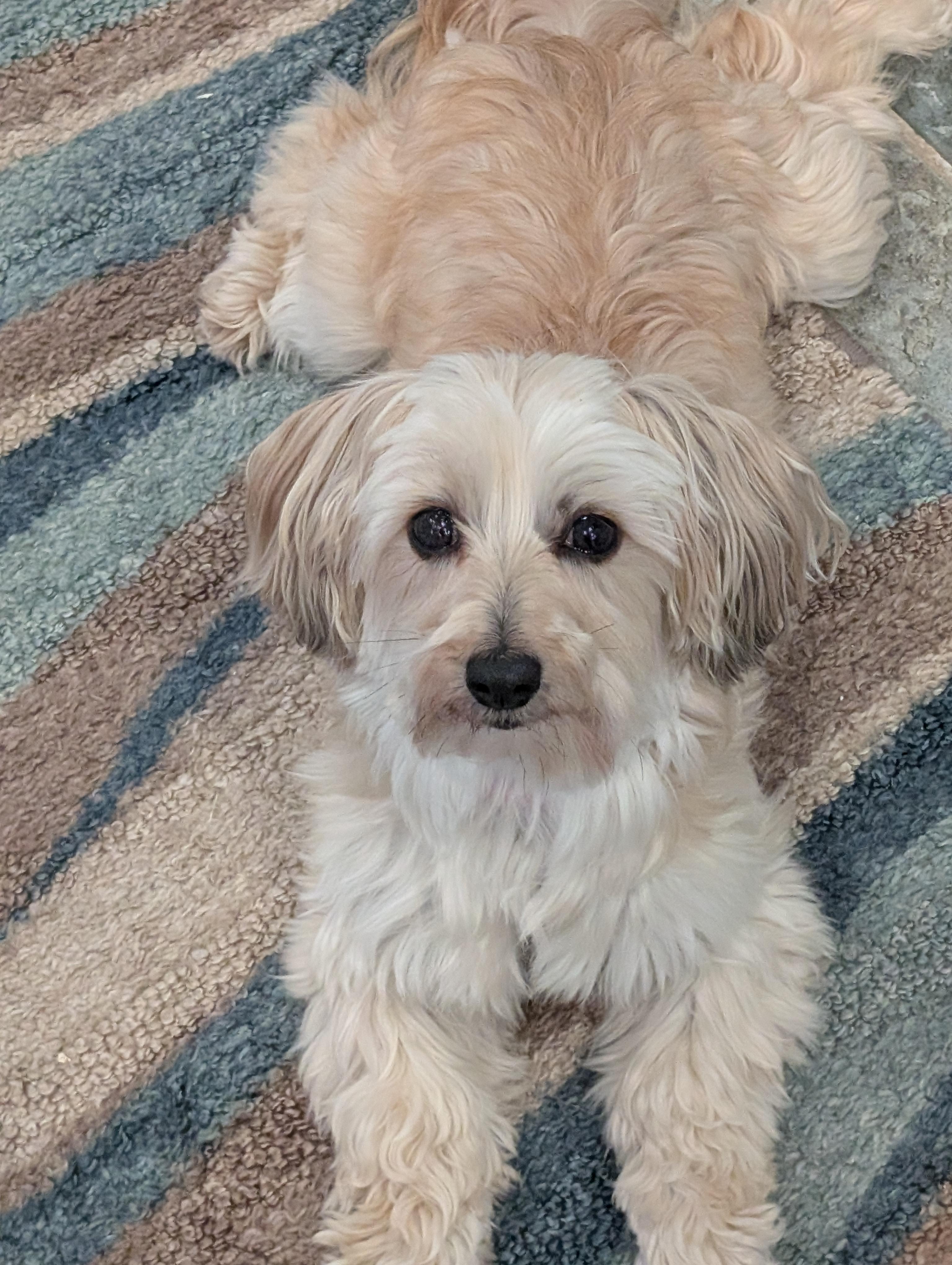 Enlarge Trixie, an adopted mixed breed in Greensboro, NC image 6/6