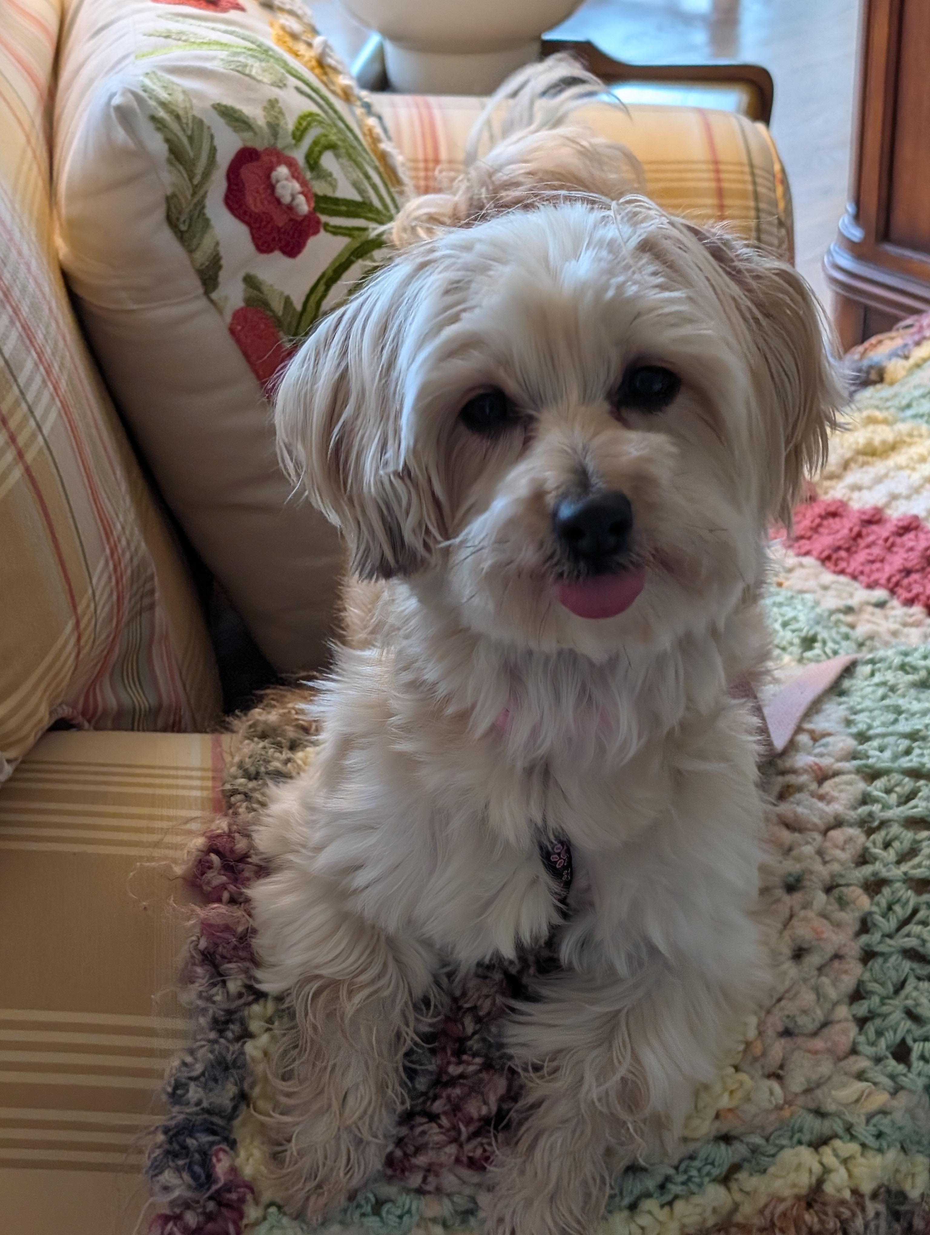 Enlarge Trixie, an adopted mixed breed in Greensboro, NC image 5/6