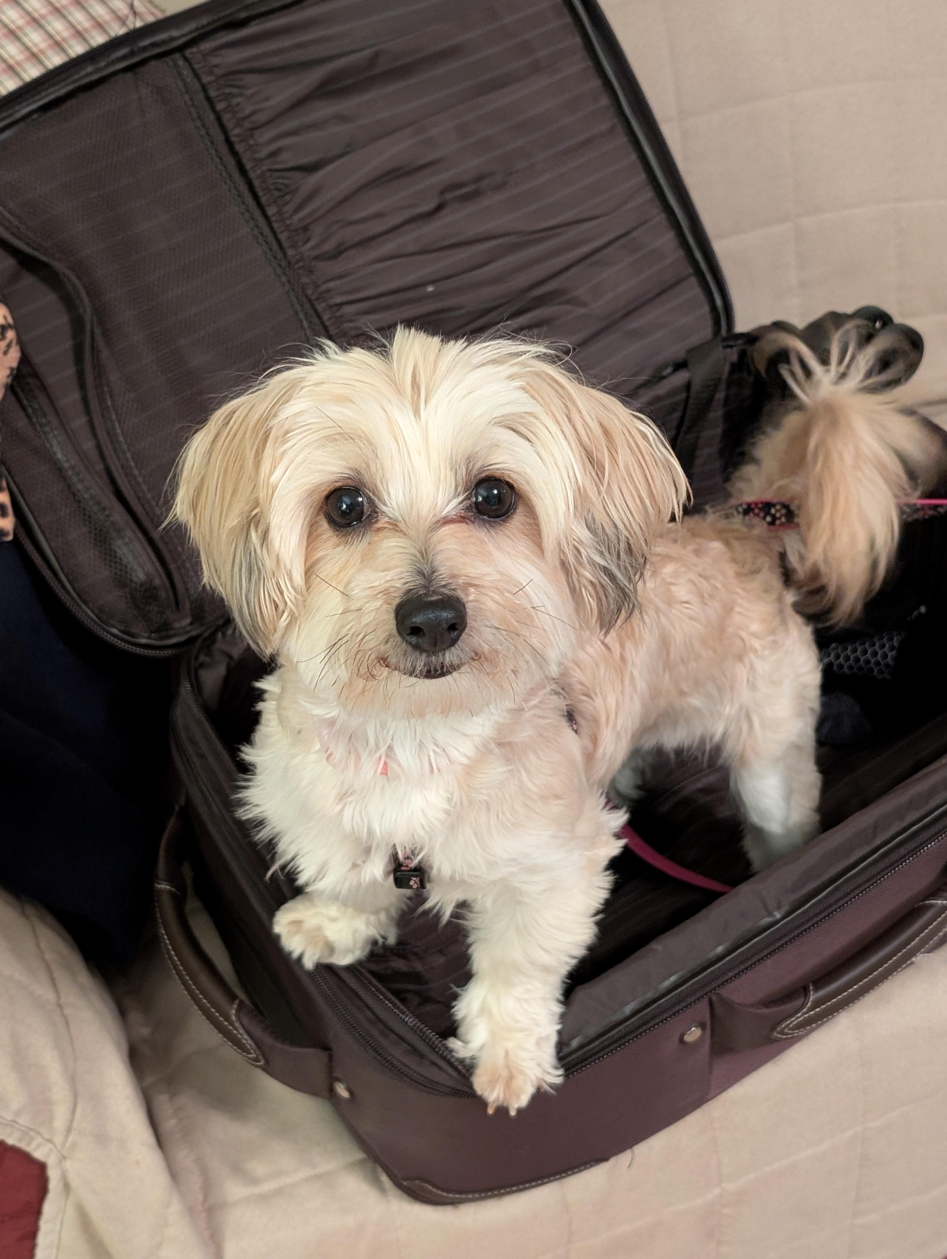 Trixie, adopted, Adult Female Maltese & Yorkshire Terrier.