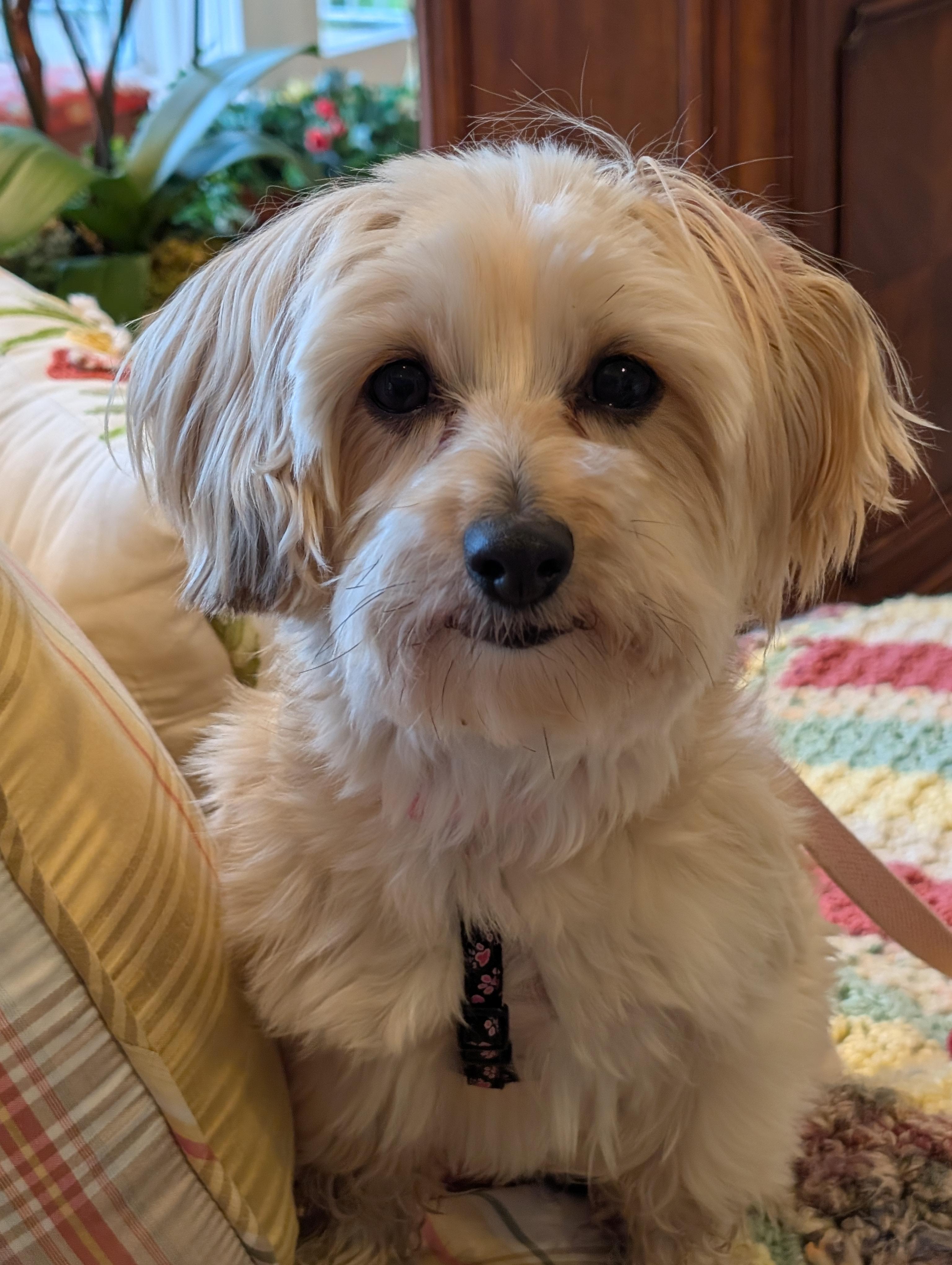 Enlarge Trixie, an adopted mixed breed in Greensboro, NC image 2/6