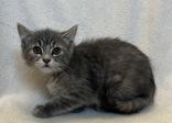 Enlarge Coco, a ADOPTABLE mixed breed in Buffalo, MN image 1/1