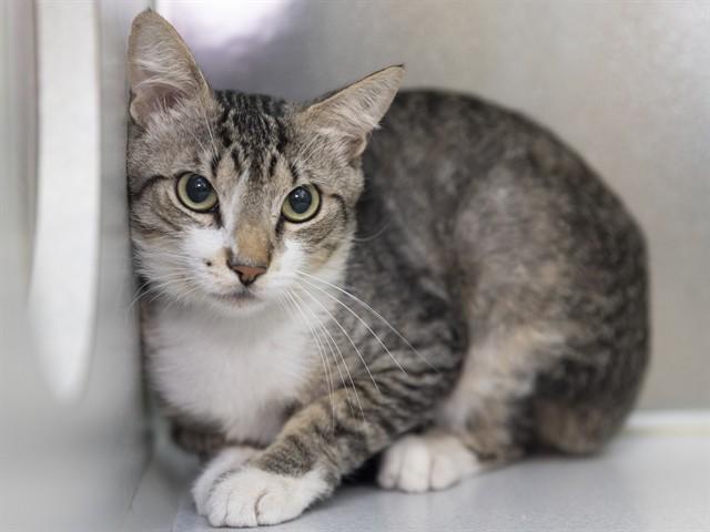 CARTIER, Adoptable, Young Male Domestic Short Hair.