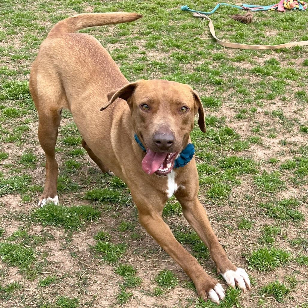Pumpkin, a Adoptable mixed breed in Starkville, MS image 1/6