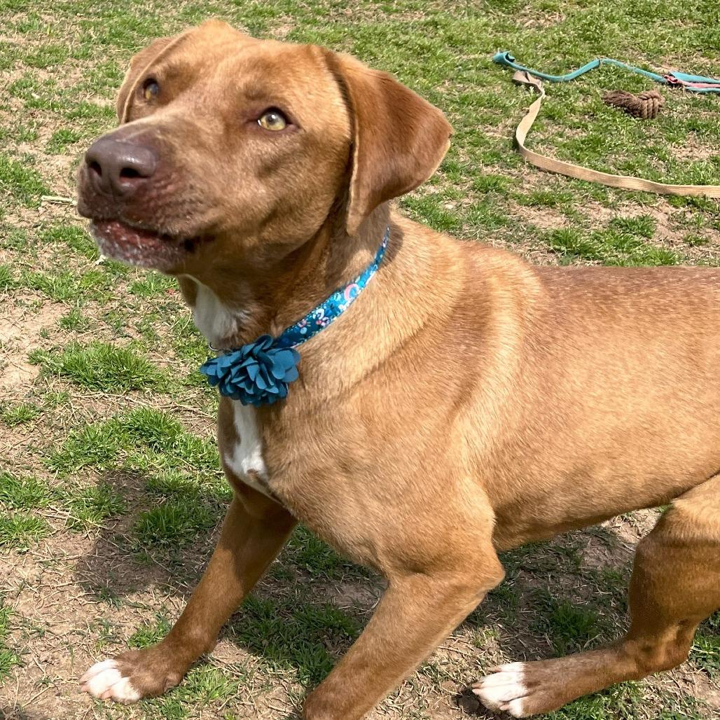 Pumpkin, a Adoptable mixed breed in Starkville, MS image 2/6