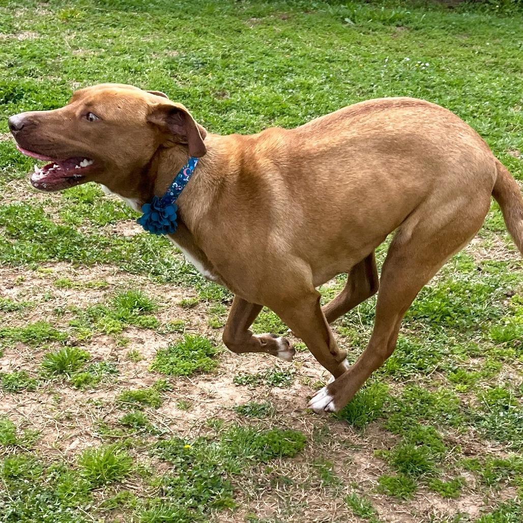 Pumpkin, a Adoptable mixed breed in Starkville, MS image 3/6