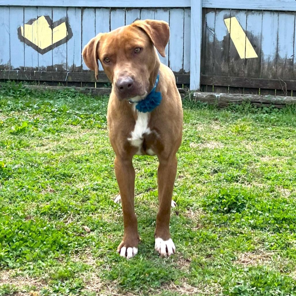 Pumpkin, a Adoptable mixed breed in Starkville, MS image 4/6