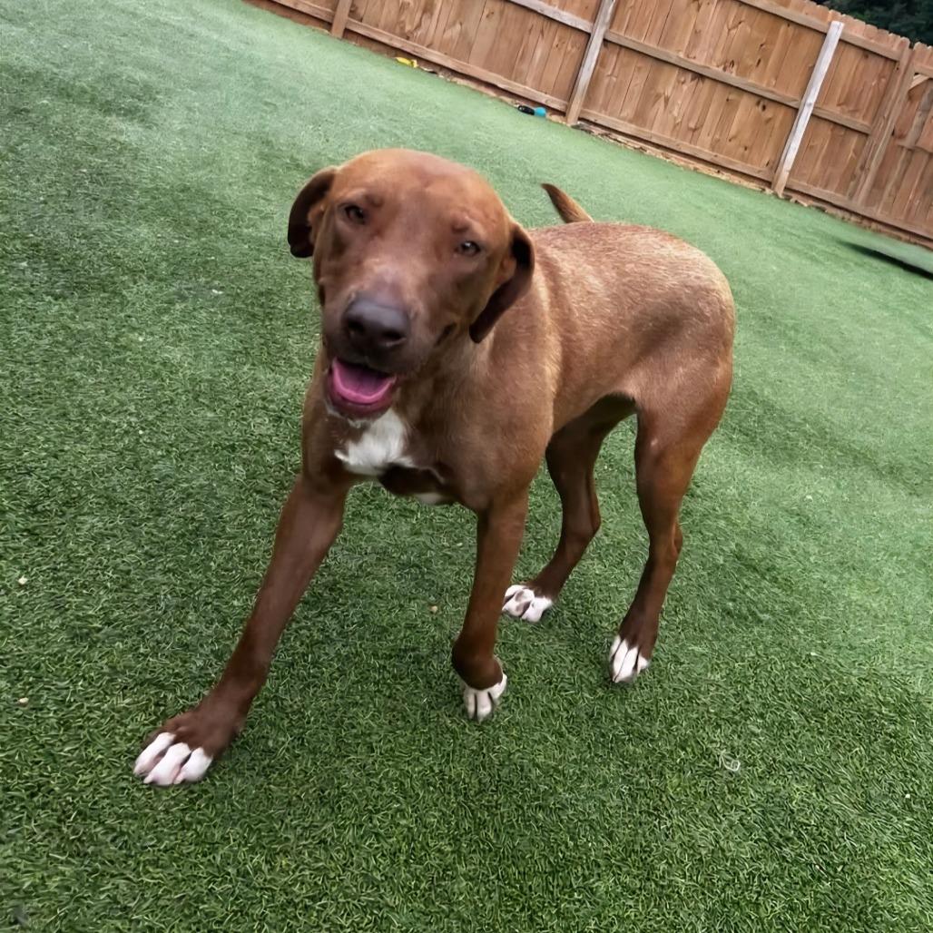 Pumpkin, a Adoptable mixed breed in Starkville, MS image 5/6