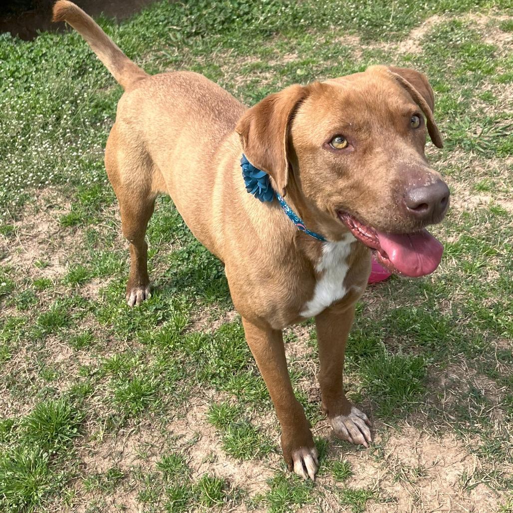Pumpkin, a Adoptable mixed breed in Starkville, MS image 6/6