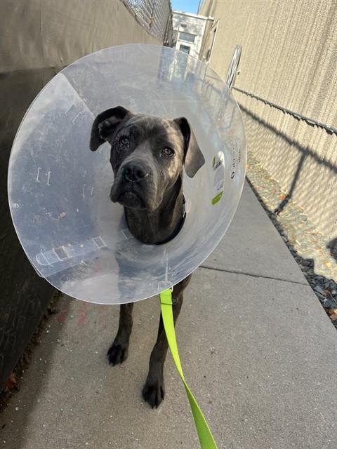 Enlarge BLU, a Adoptable mixed breed in Omaha, NE image 1/1