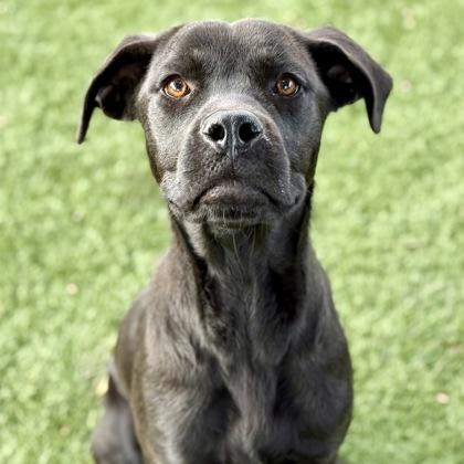 Dinah, Adoptable, Young Female Boxer.