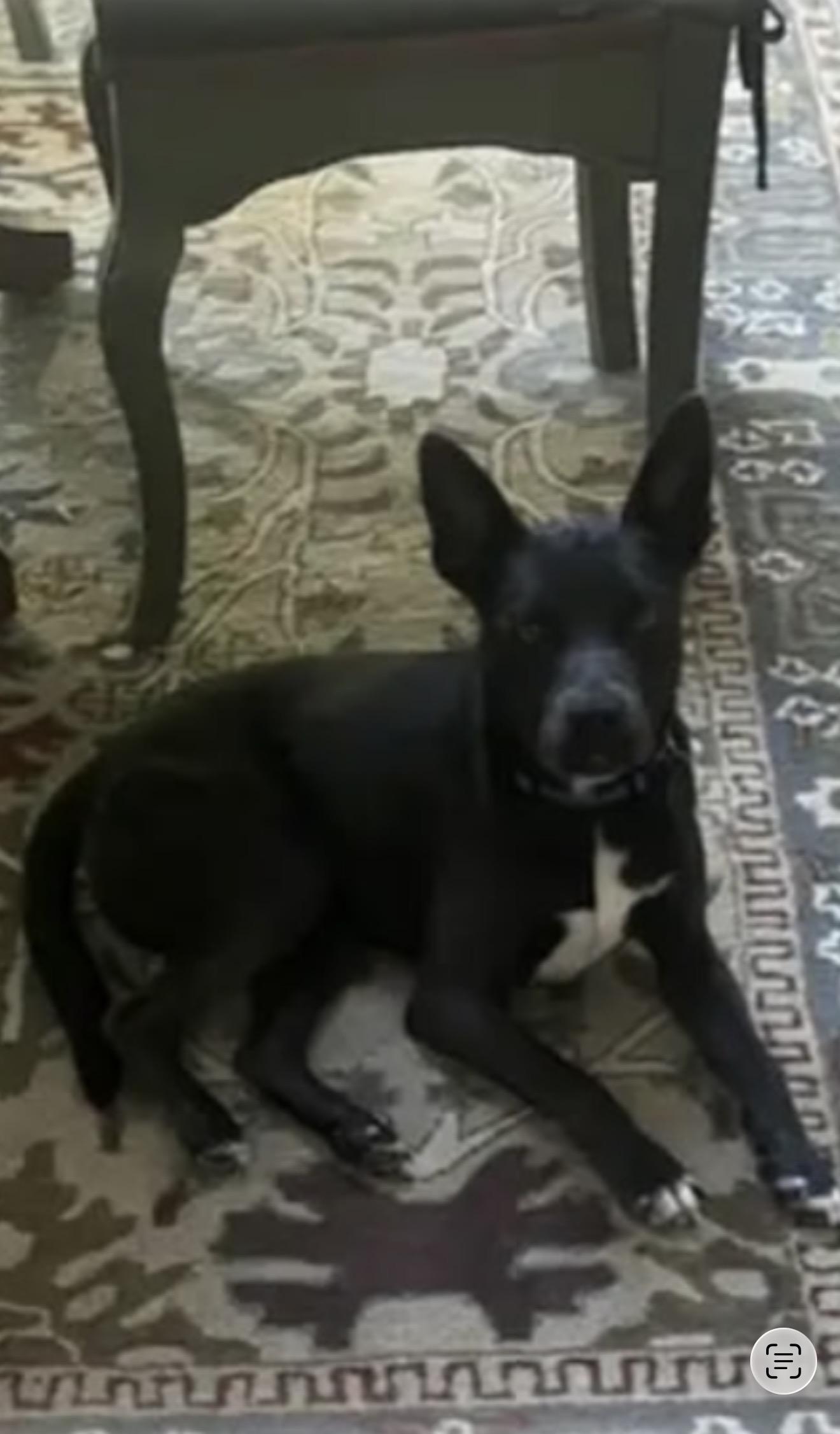 Zeus - The Sweetest Boy, a ADOPTABLE mixed breed in North Hollywood , CA image 3/4