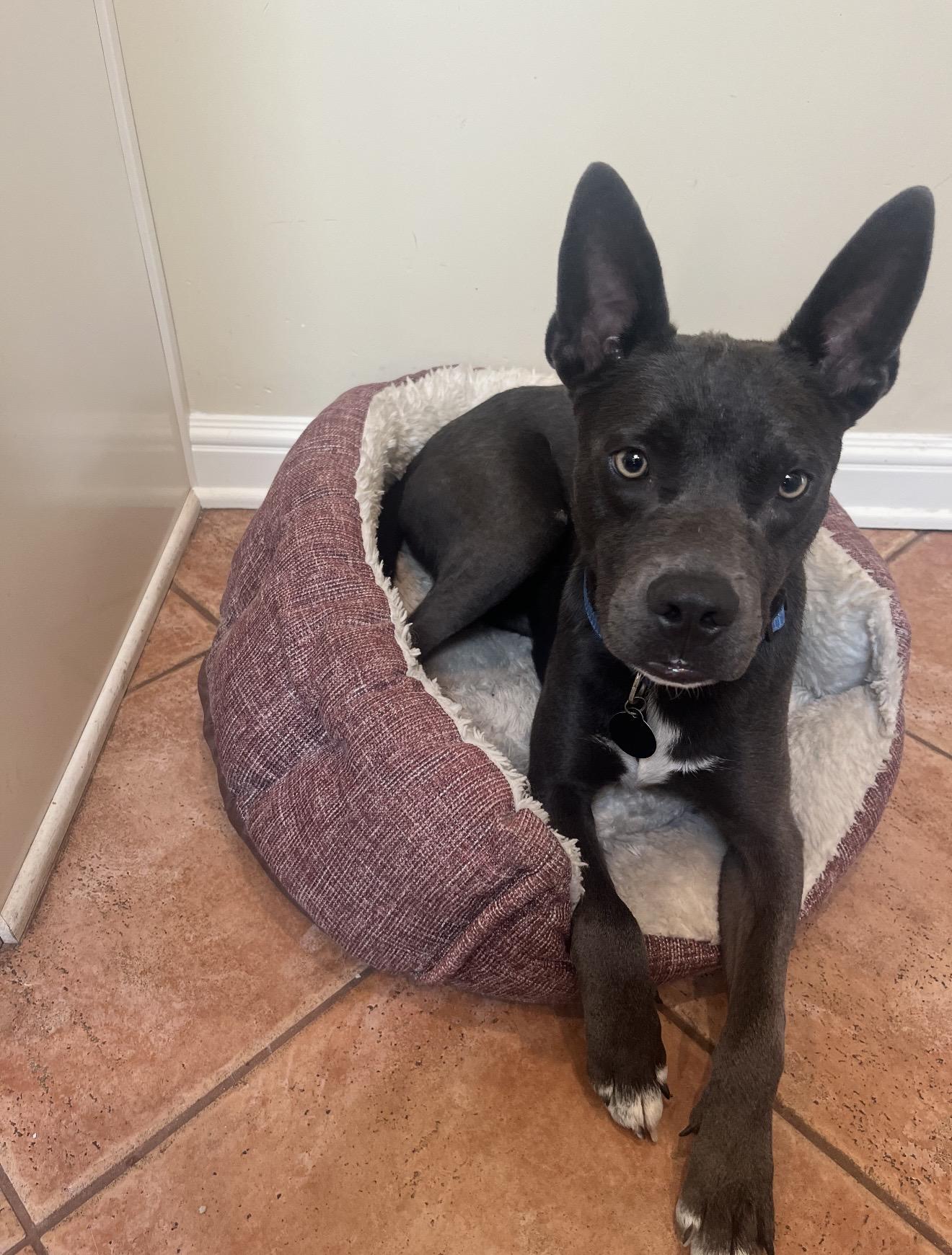 Zeus - The Sweetest Boy, a ADOPTABLE mixed breed in North Hollywood , CA image 2/4