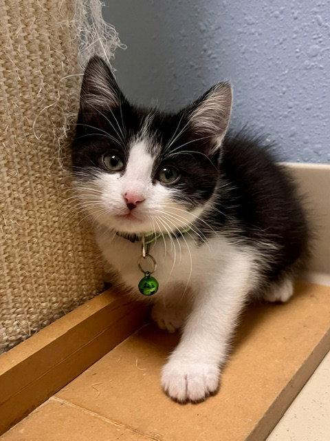 Bingo, Adoptable, Kitten Female Domestic Short Hair.
