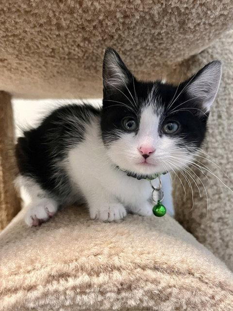 Enlarge Bingo, a Adoptable Domestic Short Hair in Webster, WI image 2/3