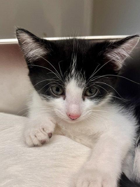 Enlarge Bingo, a Adoptable Domestic Short Hair in Webster, WI image 3/3