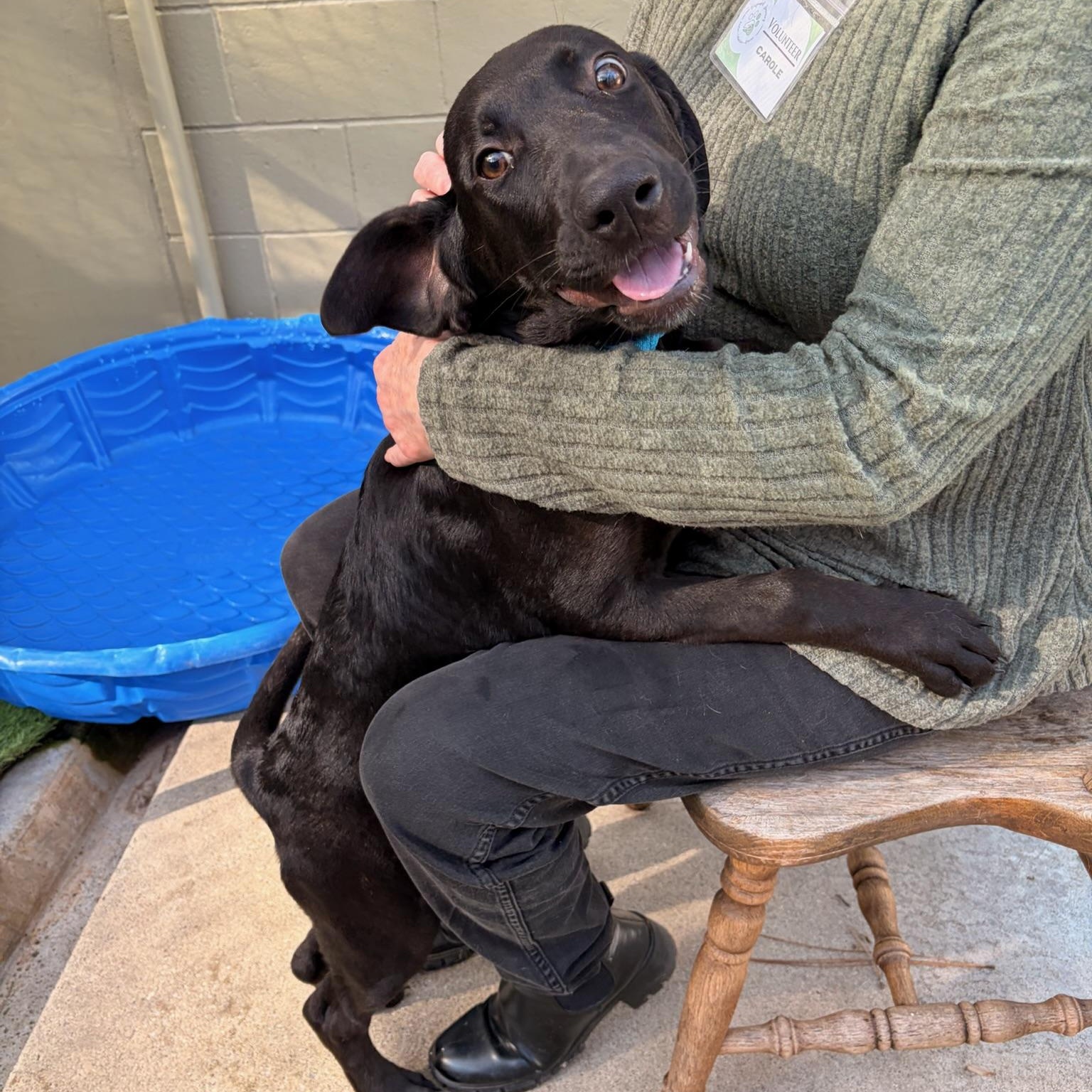 Whisper, an adopted mixed breed in Grass Valley, CA image 3/5