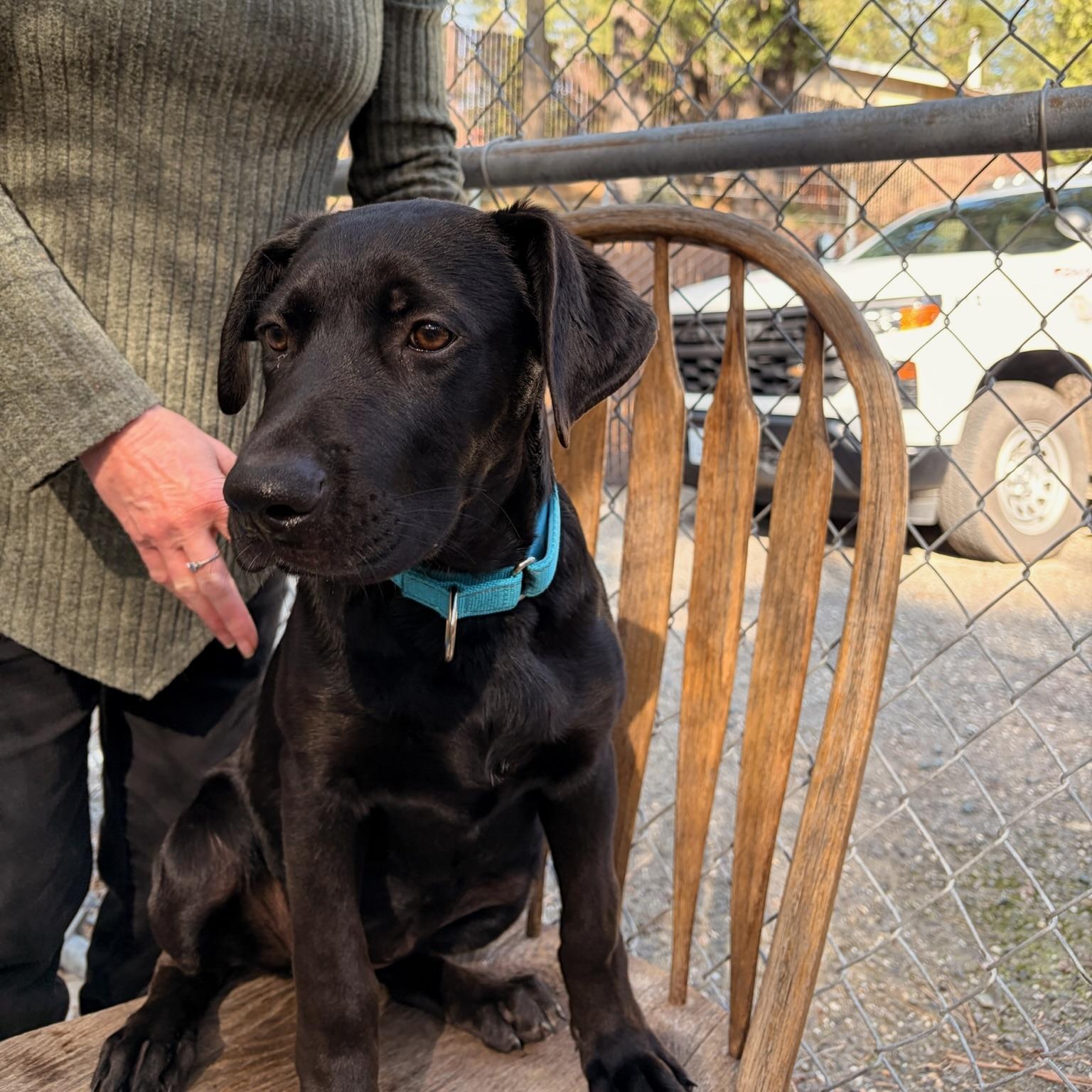 Whisper, adopted, Puppy Female Black Labrador Retriever & Shepherd.