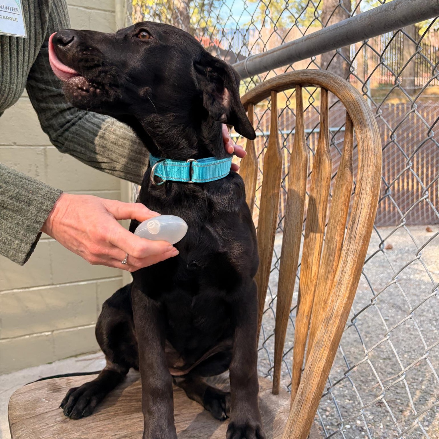 Whisper, an adopted mixed breed in Grass Valley, CA image 2/5