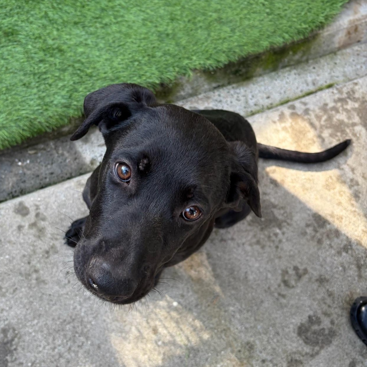 Whisper, an adopted mixed breed in Grass Valley, CA image 5/5